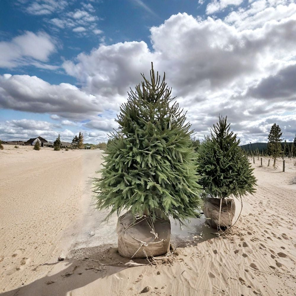 Norway Spruce Trees – 2 Live Plants 2–3 Ft Tall | Fast Growing Evergreen | Christmas Tree & Privacy Hedge | Bare Root