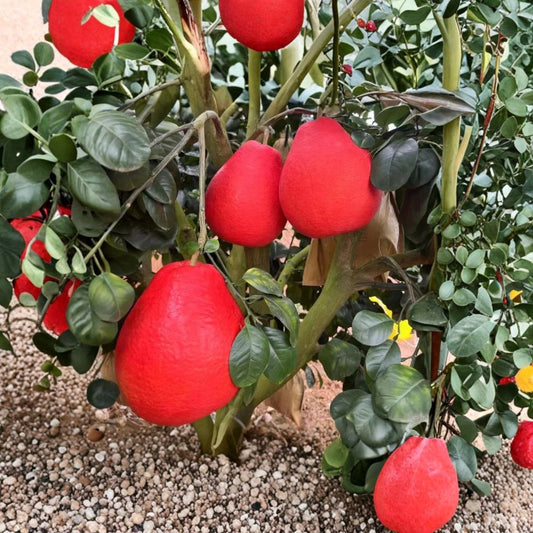 Red Pomelo Seeds – Citrus paradisi Organic Seeds | 10 Rare Chinese Grapefruit Seeds | Red-Orange Pomelo Citrus Tree | Tropical Fruit Garden Starter