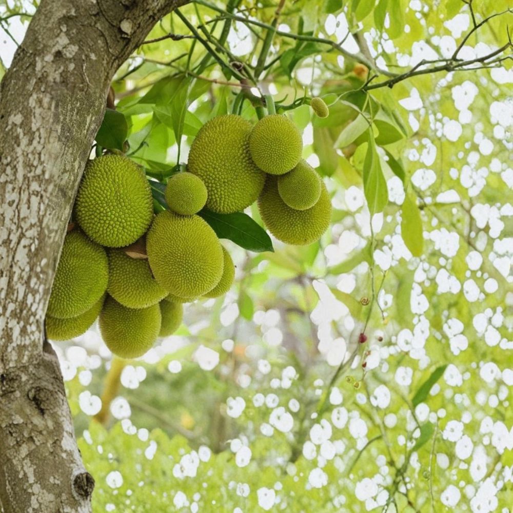 Super Rare Cempedak / Champedak Seeds – 5 Organic Seeds | Artocarpus integer Tropical Fruit Tree | Exotic Jackfruit Relative | Mit To Nu Seed Starter