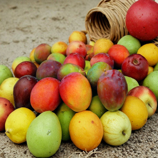 Kent Mango Seeds – Mangifera indica 2 Fresh Seeds | USA Sourced | Sweet Tropical Variety  Juicy & Flavorful | Home Grower Favorite | Easy to Start