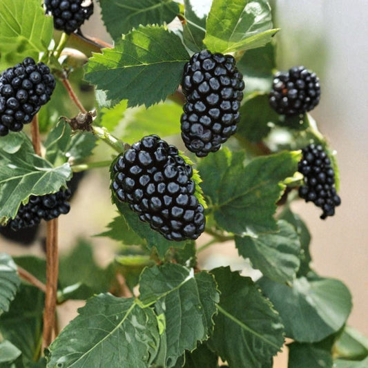 Blackberry Plant Cuttings – Rubus Live Dormant Canes | 8 Inch Organic Cuttings | Set of 5 Thorned Berry Propagation | Non-GMO Garden Starter