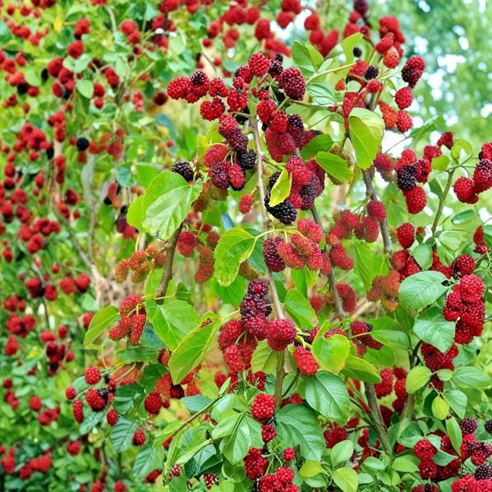 Red Mulberry Tree – Morus rubra Live Plant | 16–24 Inches Tall Bare Root | Native Sweet Berry Tree | Backyard Orchard & Wildlife Friendly | Easy to Grow