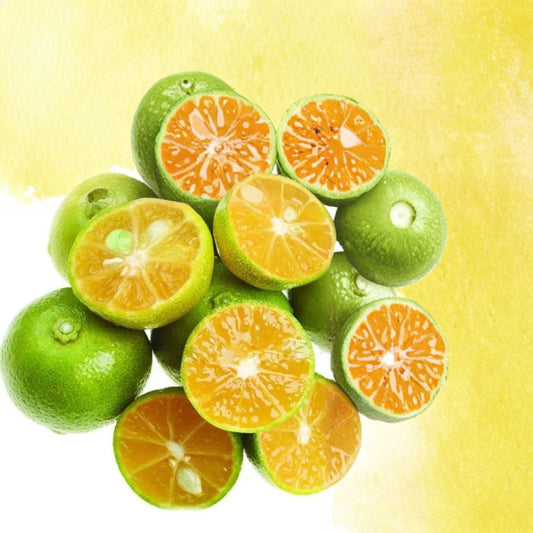 Green Kumquat Cuttings – Citrus japonica Rare Propagation Set | 3 Cuttings 6–8 Inches Long | Rooting or Grafting Citrus