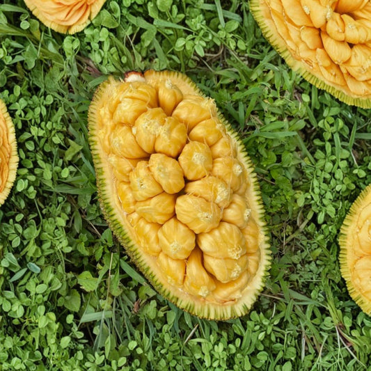 Super Rare Cempedak / Champedak Rooted Seed – Artocarpus integer Live Seedling | Exotic Tropical Fruit Tree Starter | Organic Mit To Nu Plant