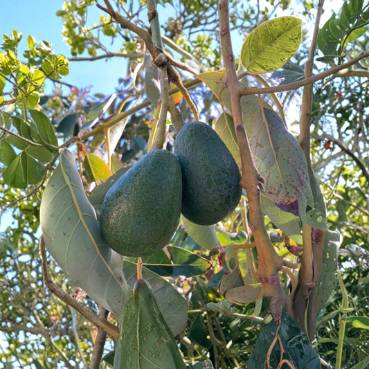 Fuerte Avocado Seeds – Persea americana 12 USA-Grown Seeds | Non-GMO | Naturally Grown  Cold Hardy Variety | Classic Guacamole Avocado | Great for Home Gardens