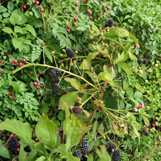 Blackberry Plant Cuttings – Rubus allegheniensis Live Canes | 15 Organic Wild-Grown Bramble Cuttings | Cold Hardy Berry Propagation | 4–8 Inch Canes