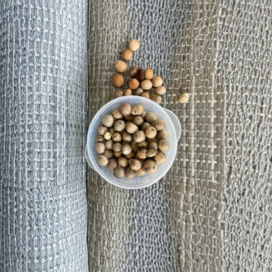 Hass Avocado Seeds – Persea americana  10 Fresh Avocado Seeds | Easy to Germinate Fast Growing • Ready to Plant