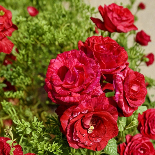 Red Intuition Grandiflora Rose – Rare Rose Cuttings | 3 Fresh Unrooted Cuttings | Striped Red Garden Rose | Cuttings for Rooting or Grafting
