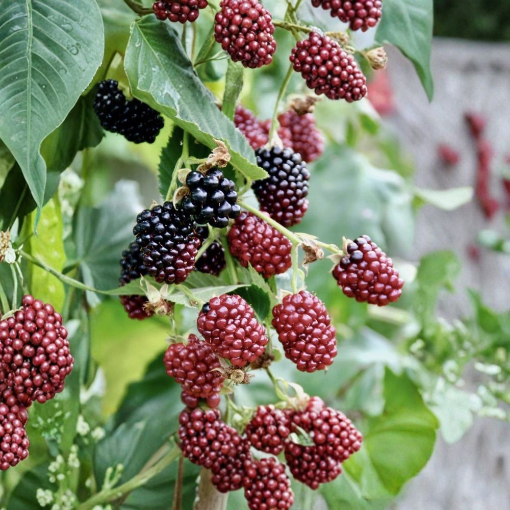 Boysenberry Plants – Rubus Hybrid Live Starter Plants | 6–10 Inches Tall | Set of 3 Tissue Culture Plants | Sweet Berry Vine | Garden & Container Friendly