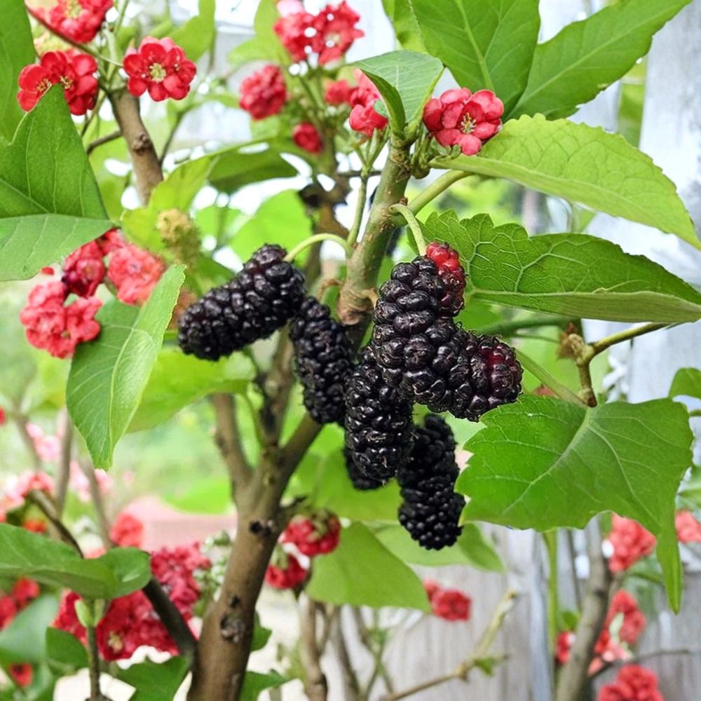 Illinois Everbearing Mulberry – Morus alba × rubra Live Starter Plants | 4–8 Inches Tall | 2 Pack Bare Root Fruit Trees | Sweet Berry Orchard Tree | Easy to Grow