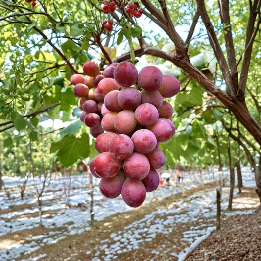 Queen Nina Grape Cuttings – Vitis vinifera Rare Propagation Set | 5 Cuttings 6–8 Inches Long | Rooting or Grafting Vine