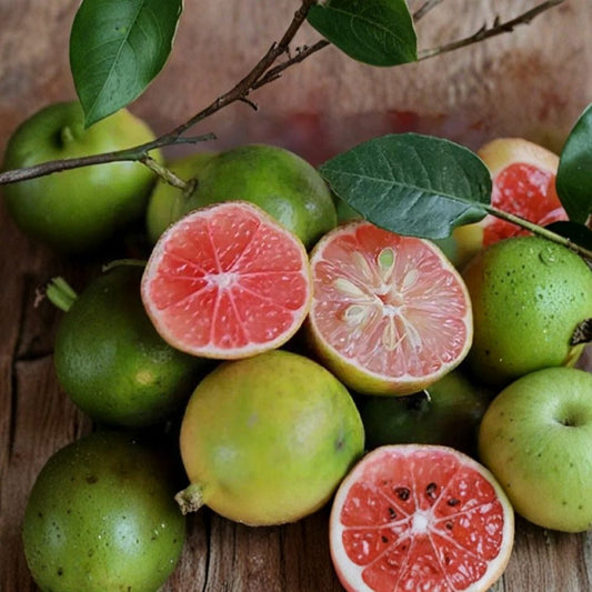 Pink Red Key Lime / Peach Lemon Seeds – Rare Citrus Seeds | 3 Organic Seeds | Exotic Citrus Hybrid | Tropical Fruit Tree Starter