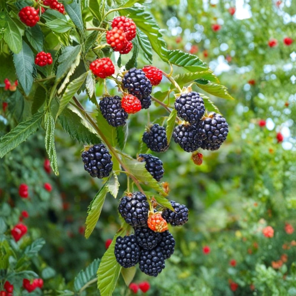 Sweetie Pie Blackberry – Rubus fruticosus ‘Sweetie Pie’ Live Plants | 4–6 Inches Tall | Set of 6 Soil-Wrapped Roots | Thornless Sweet Berry Bush | Garden Ready