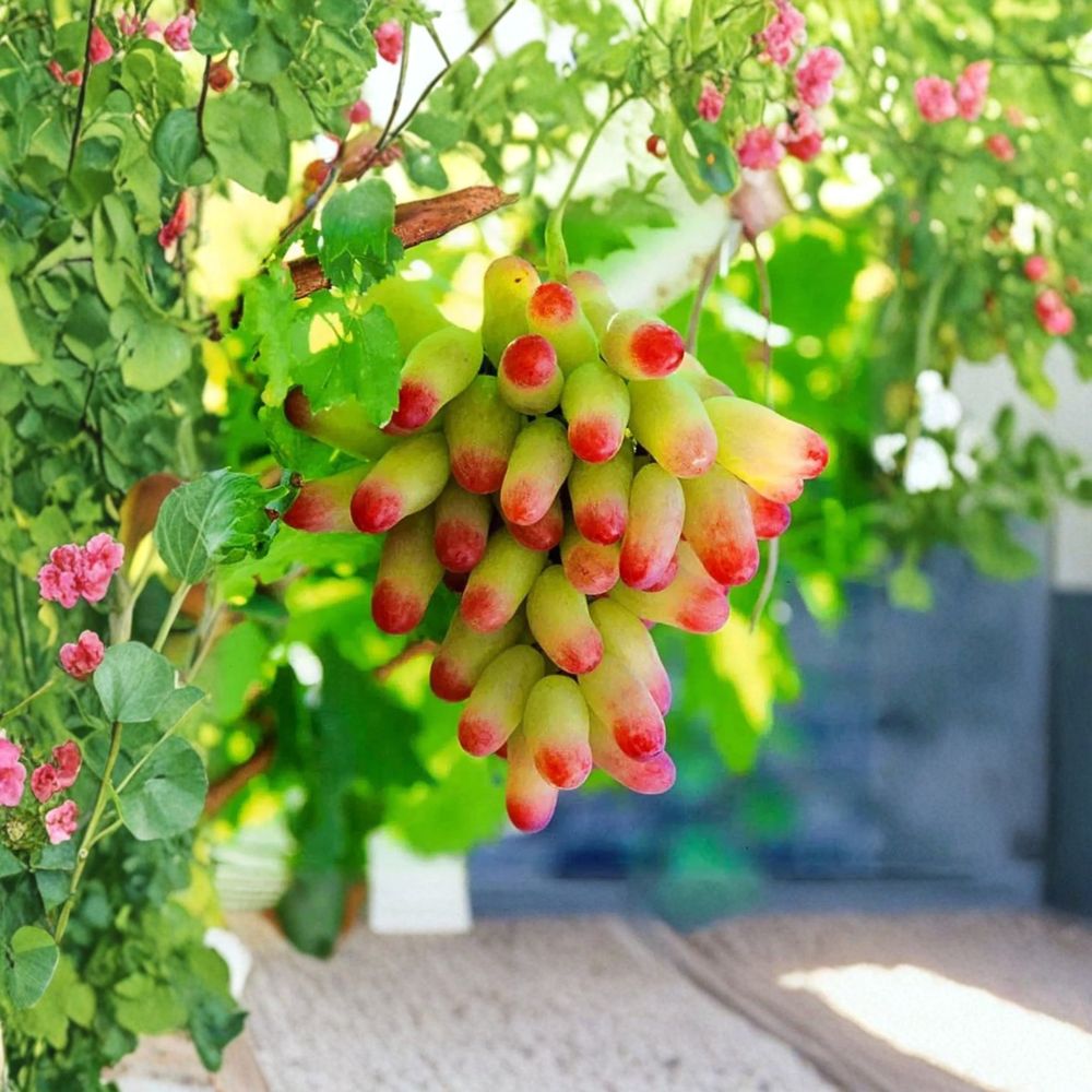 Halloween Fingers Grape Vine – Vitis vinifera Live Organic Plant | 1–2 Feet Tall | Rare Manicure Finger Grape | Garden & Trellis Friendly