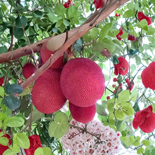 Malaysia Red Jackfruit Seeds – Artocarpus heterophyllus Rare Organic Seeds | 8 Seeds | Tropical Fruit Tree | Exotic Garden Growing