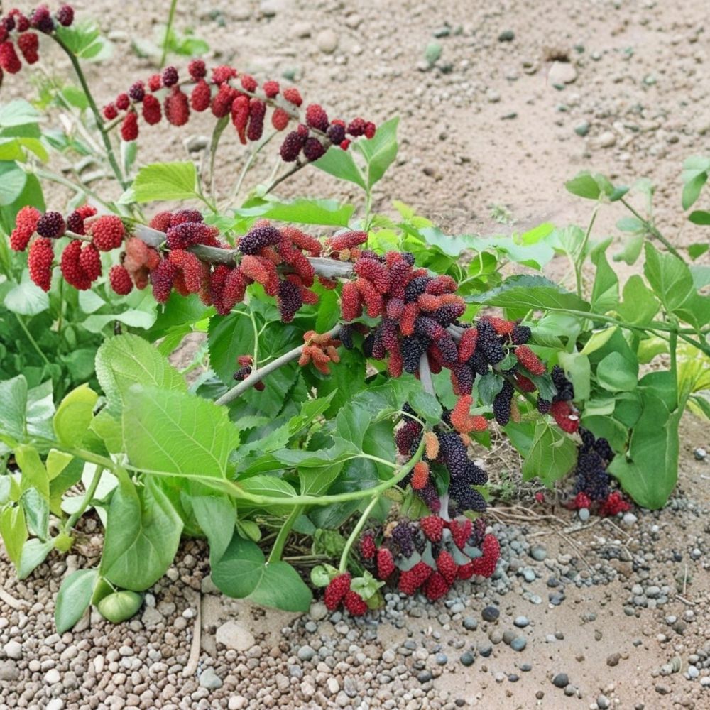 Dwarf Everbearing Mulberry – Morus Live Starter Plant | 4–8 Inches Tall | Sweet Berry Fruit Tree | Patio & Container Friendly | Easy to Grow