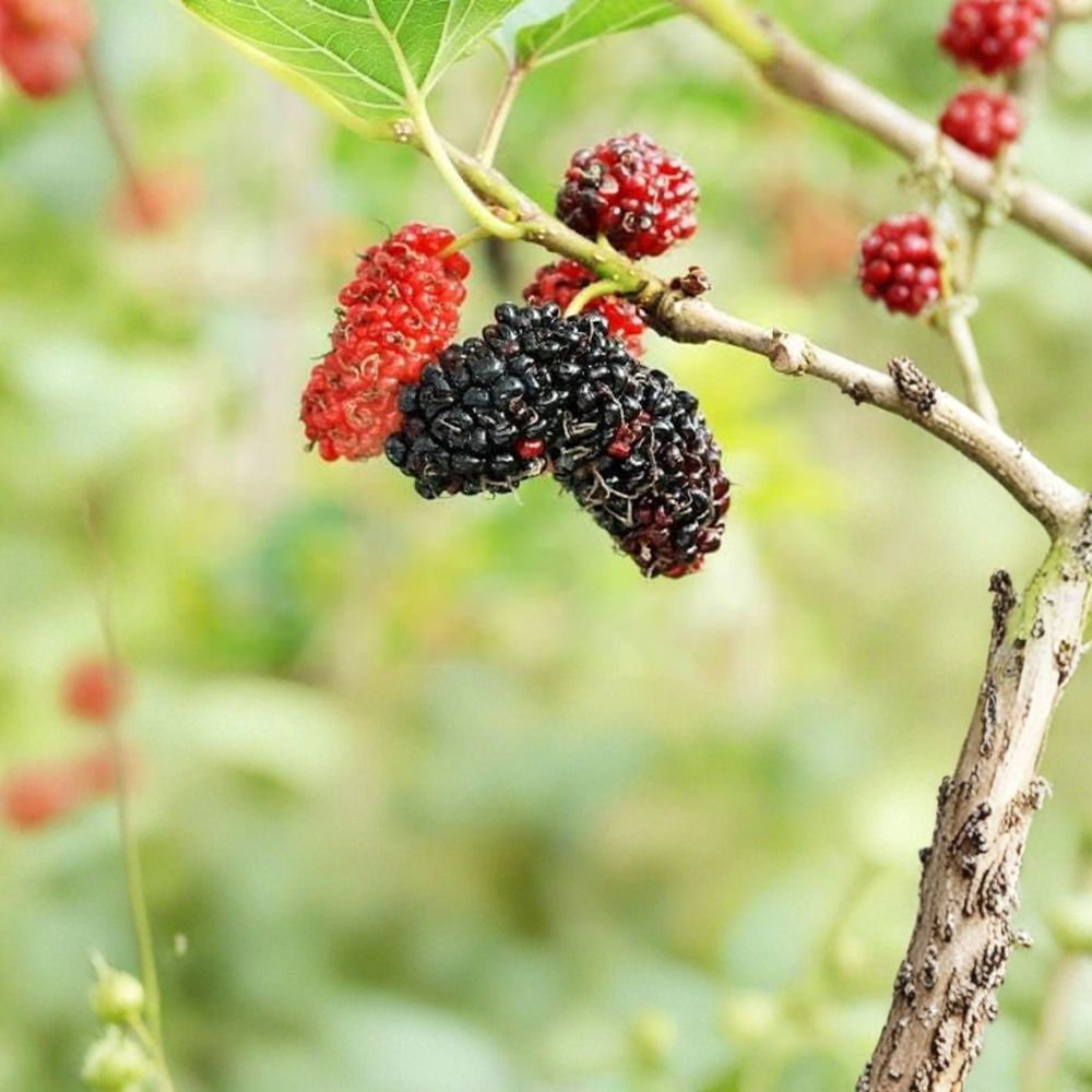 Red Mulberry Trees – Morus rubra Bare Root Seedlings | 12–18 Inches Tall | 2 Pack Native Fruit Trees | Backyard Orchard & Wildlife Friendly