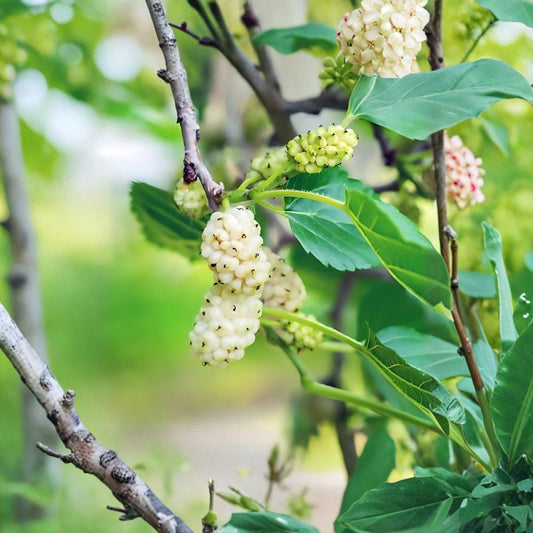 White Mulberry Trees – 2 Live Plants 18 Inches Tall | Fast Growing Sweet Fruit Tree | Morus alba | Bare Root | Shade & Wildlife Friendly