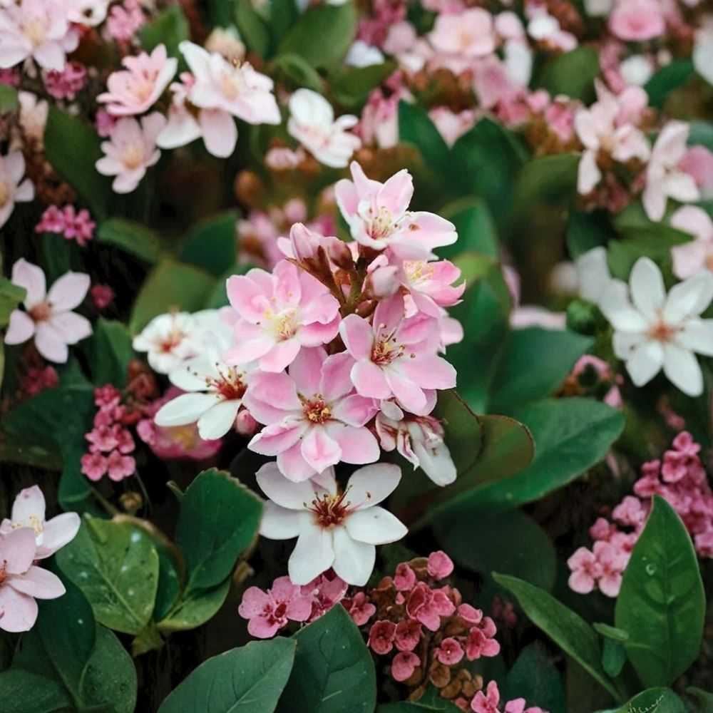 Indian Hawthorn ‘Pinkie’ – Rare Rhaphiolepis indica Cuttings | 5 Fresh Unrooted Cuttings | Pink Flower Evergreen Shrub | Cuttings for Rooting or Grafting