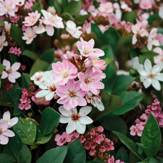 Indian Hawthorn ‘Pinkie’ – Rare Rhaphiolepis indica Cuttings | 5 Fresh Unrooted Cuttings | Pink Flower Evergreen Shrub | Cuttings for Rooting or Grafting