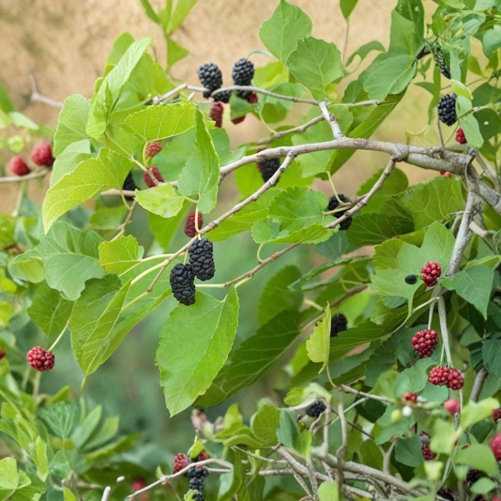 Mojo Berry Dwarf Mulberry – Morus rotundiloba Live Plant Plug | 4–8 Inches Tall | Tissue Culture Starter | Edible Fruit Tree | Container Friendly