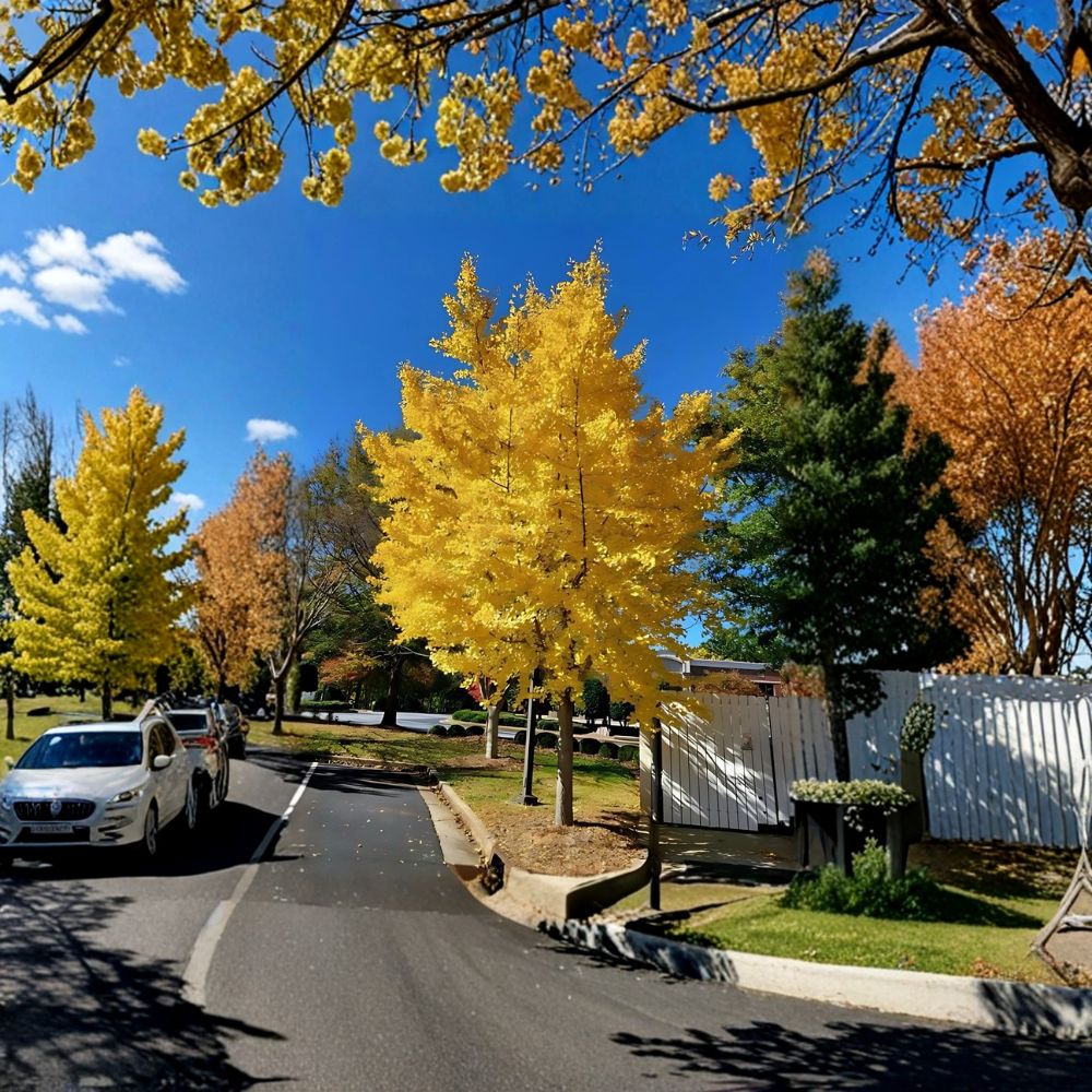Ginkgo Biloba Tree – Live Plant 1–2 Ft Tall | Ancient Living Fossil Tree | Golden Fall Foliage | Bare Root | Hardy Landscape Specimen
