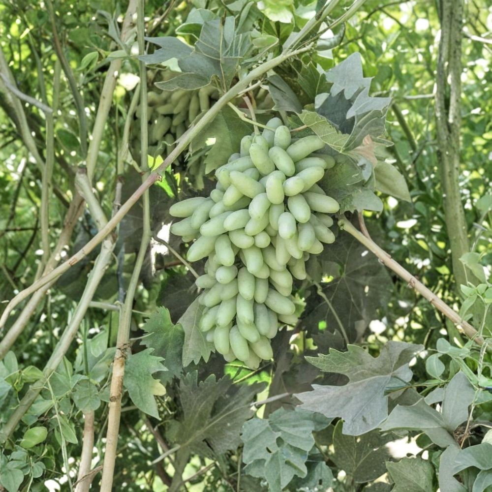 Waterfall Fingers Grape – Rare Vitis vinifera Cuttings | 5 Fresh 6–8 Inch Unrooted Cuttings | Unique Finger Grape Vine | Cuttings for Rooting or Grafting