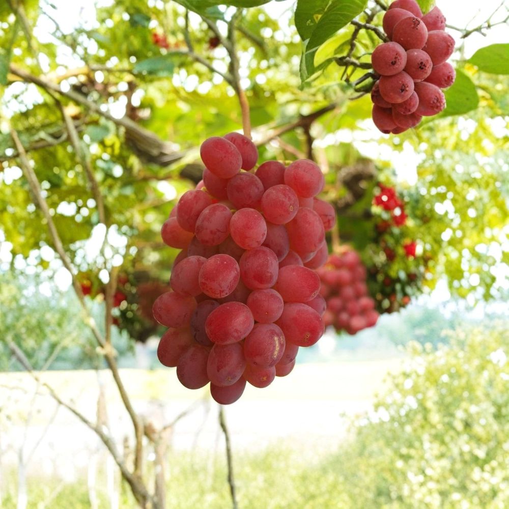 Kaiji Grape Vine – Vitis vinifera Live Organic Plant | 1–2 Feet Tall | Rare Sweet Japanese Table Grape | Garden & Trellis Friendly