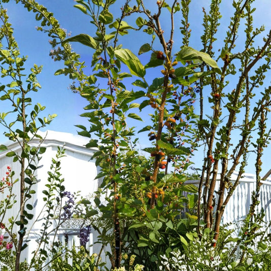 Red & Black Mulberry – Morus Fresh Cuttings | 6–12 Inch Organic Propagation Wood | 10 Pack Unrooted Fruit Tree Cuttings | Edible Berry Tree