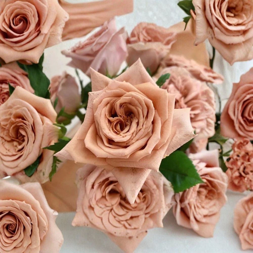 Toffee Ecuadorian Rose – Rare Rose Cuttings | 3 Fresh Unrooted Cuttings | Unique Caramel Brown Garden Rose | Cuttings for Rooting or Grafting