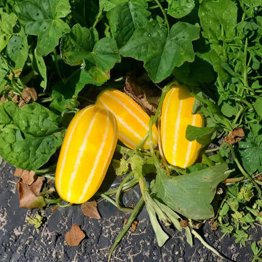Golden Giant Korean Melon Seeds – 88 Hybrid Chamoe Seeds | Sweet Honeydew Style Korean Melon | Rare Organic Garden Fruit Seeds