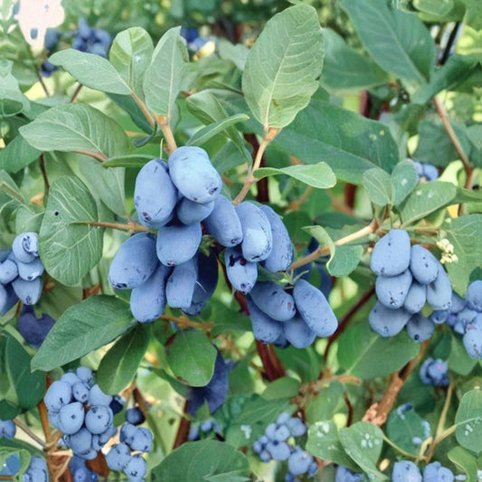 Boreal Beast Honeyberry – Lonicera caerulea Live Plant | 3 Year Old Gallon Grown | Cold Hardy Haskap Berry Bush | Dormant Fruit Shrub