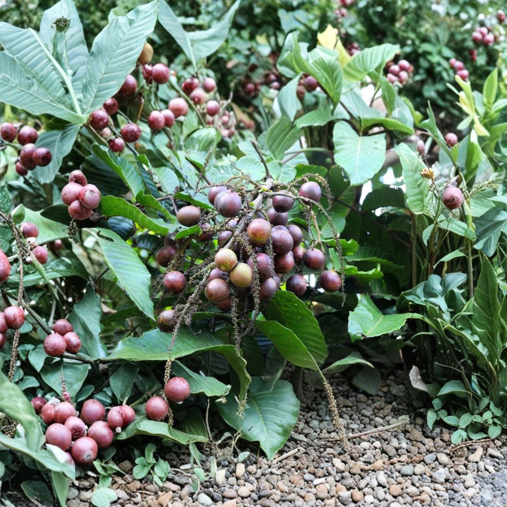 Super Rare Fijian Longan Live Plant – 8–12 Inch Young Tree | Sweetest Longan Variety | Organic Tropical Fruit Tree Starter | Backyard Orchard Plant