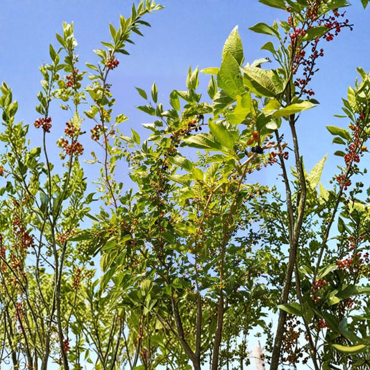 Red Mulberry – Morus rubra Fresh Cuttings | 7–9 Inch Organic Propagation Wood | 6 Pack Unrooted Fruit Tree Cuttings | Edible Berry Tree