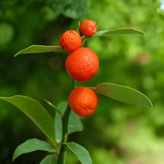 Hong Kong Kumquat Cuttings – Citrus japonica Rare Propagation Set | 3 Cuttings 6–8 Inches Long | Rooting or Grafting Citrus