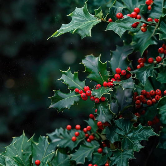English Holly ‘Red Beauty’ – Rare Evergreen Holly Cuttings | 3 Fresh Unrooted Cuttings | Ilex aquifolium Ornamental Shrub | Cuttings for Rooting or Grafting