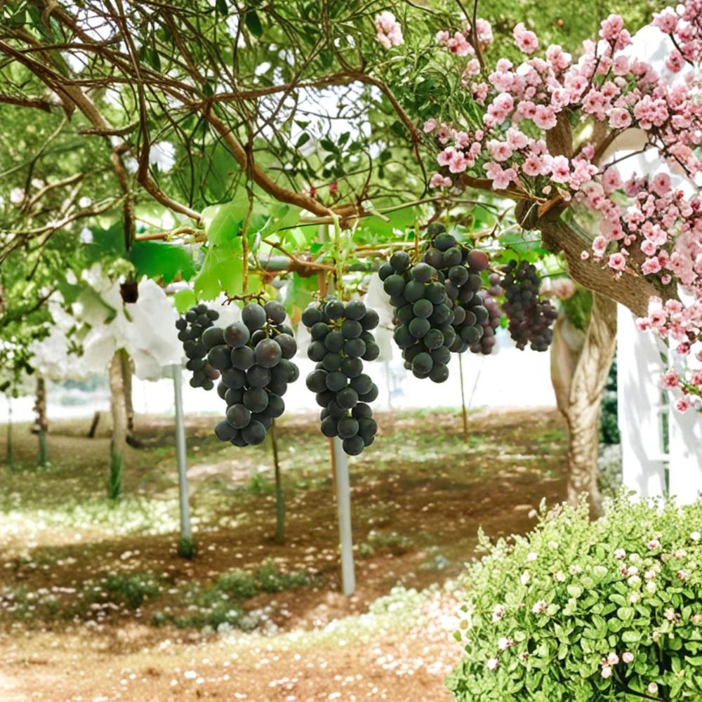 Super Rare Japanese Pione Grape Vine – Live Plant 2–3 Ft Tall | Big Sweet Japanese Table Grapes | Organic Fruit Vine Starter | Backyard Vineyard Plant