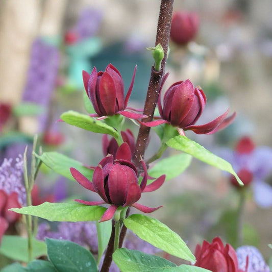 Sweetshrub Plants – 3 Live Plants 1–2 Ft Tall | Fragrant Calycanthus floridus | Burgundy Blooms | Shade Garden Ready