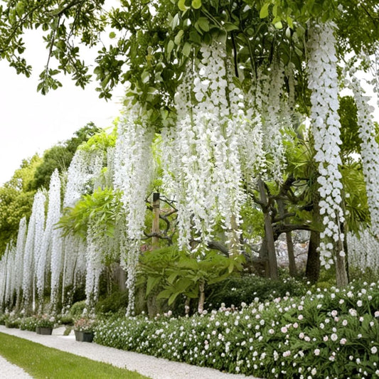 Super Rare White Wisteria Cuttings – 5 Unrooted Vine Cuttings 6–8 Inches | Fragrant White Flower Vine | Climbing Wisteria Garden Plant | Fresh Propagation Cuttings