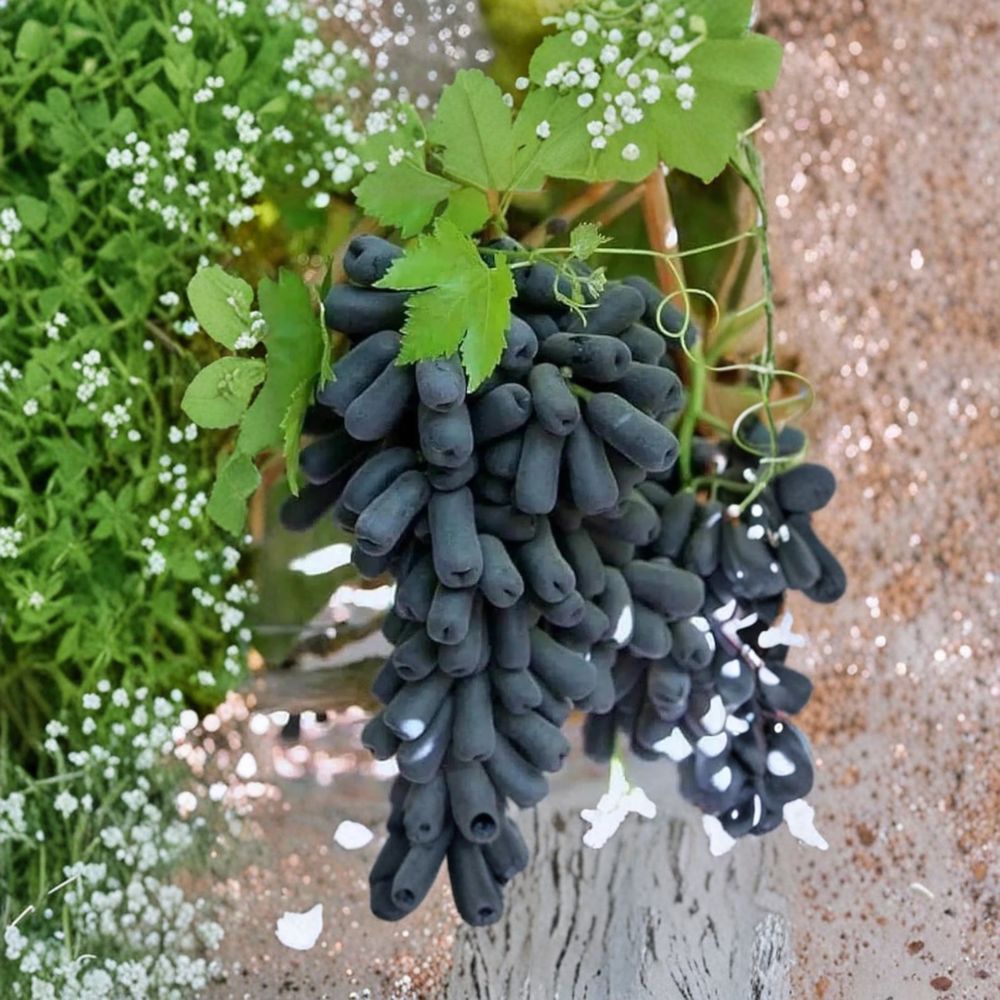 Moon Drop Seedless Grape Vine – Vitis vinifera Live Organic Plant | 1–2 Feet Tall | Rare Finger Grape Variety | Garden & Trellis Friendly