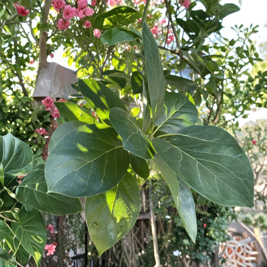 Avocado Leaves – Persea americana 50 Fresh or Dried Leaves | Organically Grown | Hand Harvested  For Tea, Herbal Use & Botanical Crafts