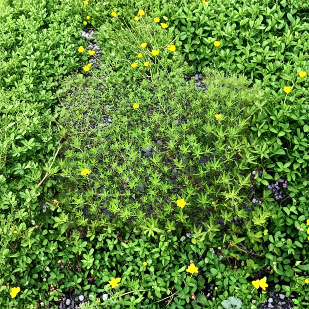 Creeping Primrose - 6 Rooted Fast Growing Floating Pond Plants - Great Shade for Ponds - Oenothera spp.