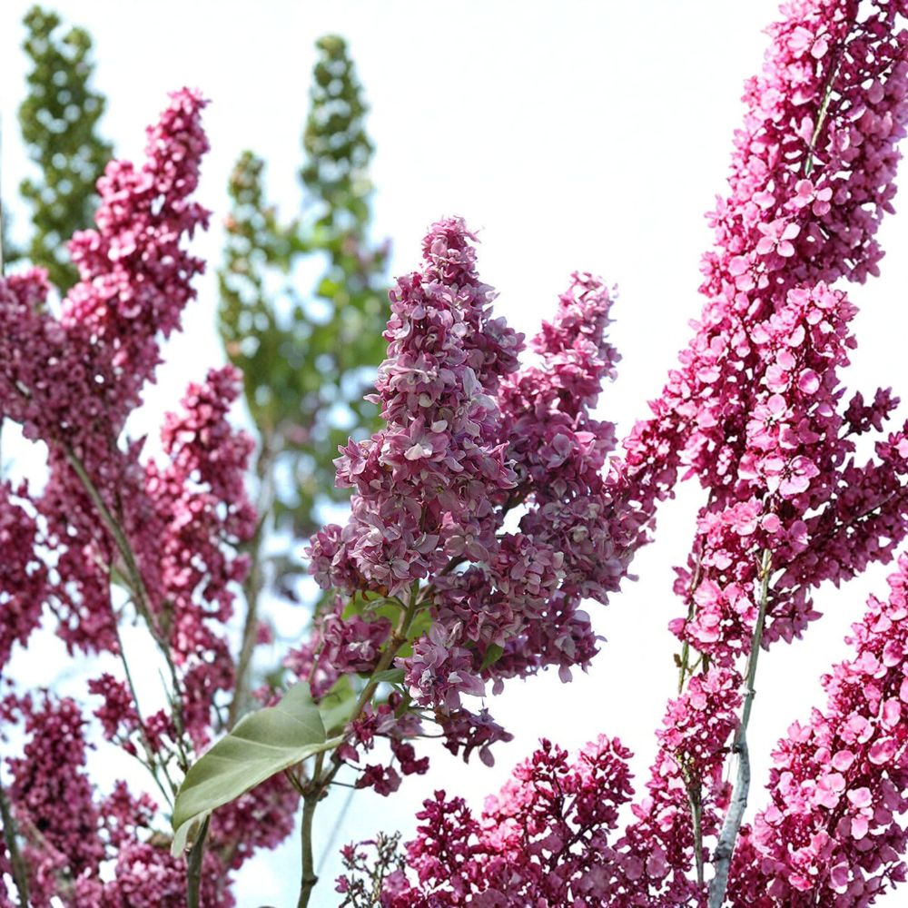 Syringa ‘Adelaide Dunbar’ – Lilac Live Starter Plant | 6–10 Inches Tall | Fragrant Fuchsia Lavender Blooms | Hardy Spring Flowering Shrub | Cut Flower Favorite