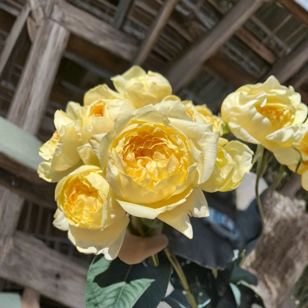 SUPER RARE Golden Yves Piaget Rose – Rosa Hybrid Unrooted Cuttings | 6–8 Inch Fresh Cuttings | Includes 3 Cuttings for Rooting or Grafting | Fragrant Garden Rose