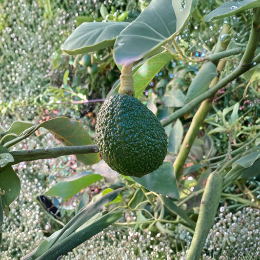 Hass Avocado Seeds – Persea americana 12 USA-Grown Seeds | Non-GMO | Naturally Grown  Grow Your Own Avocado Tree | Great for Indoor & Patio Growing | Tropical Fruit Favorite