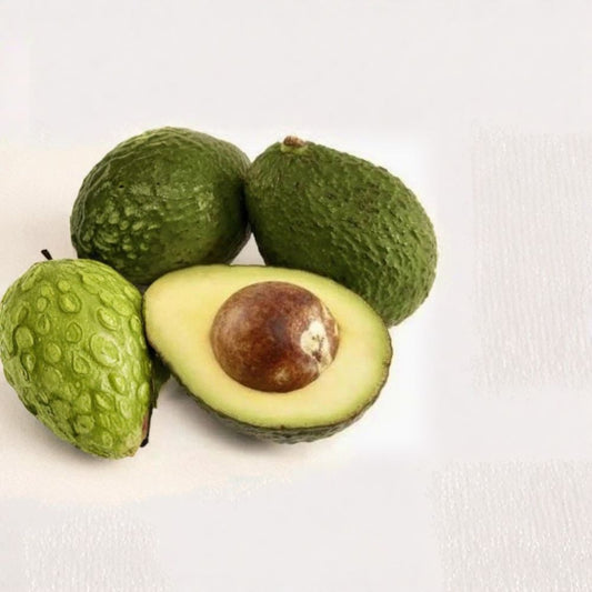 Fresh Organic Lila Avocado Seeds – Persea americana  4 Fresh Avocado Seeds | Cold Hardy Variety Organic • Non-GMO • Ready to Grow