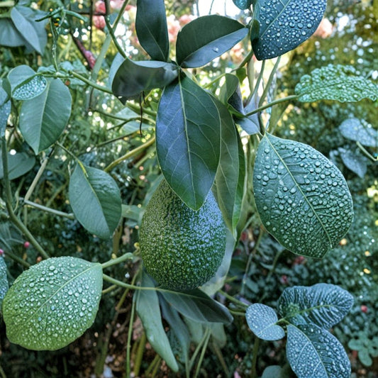 Avocado Cutting – Persea americana  6–8 Inch Fresh Cutting | For Rooting or Grafting Unrooted • No Fruit Included