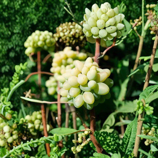 Very Rare Cotton Candy Grape Vine – Live Plant 2–3 Ft Tall | Big Sweet Cotton Candy Flavor Grapes | Organic Fruit Vine Starter | Backyard Vineyard Plant