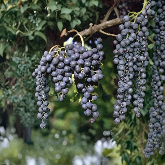 Muscat Bleu Grape Cuttings – Vitis vinifera Rare Propagation Set | 5 Cuttings 6–8 Inches Long | Rooting or Grafting Vine