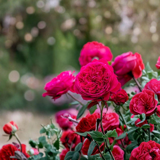 Rouge Royal Red Rose – Rare Rose Cuttings | 3 Fresh Unrooted Cuttings | Deep Velvet Red Fragrant Garden Rose | Cuttings for Rooting or Grafting